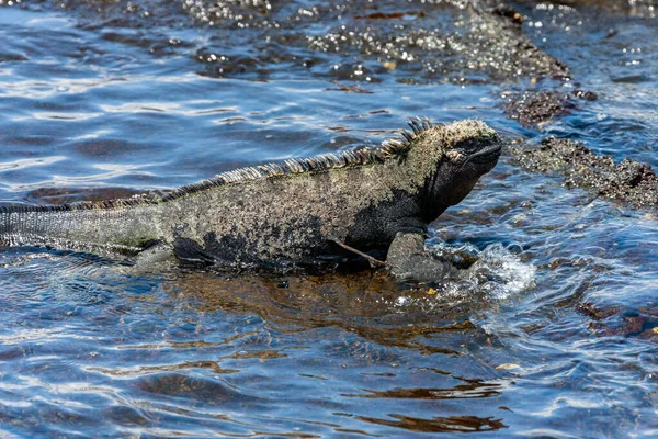 Galápagos Marine Iguana Uma Espécie Iguana Encontrada Apenas Nas Ilhas — Fotografia de Stock