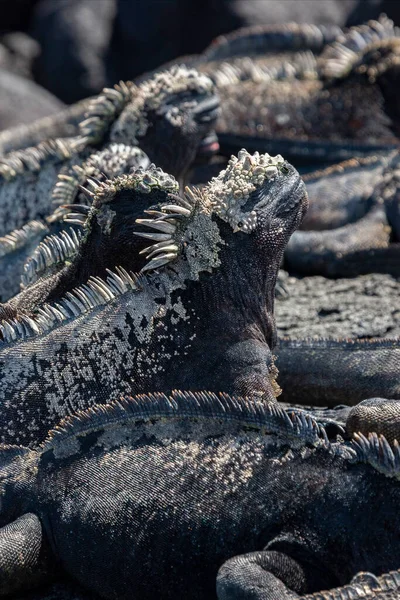 Galapagos Marine Iguana Вид Ігуани Поширений Тільки Галапагоських Островах Еквадор — стокове фото