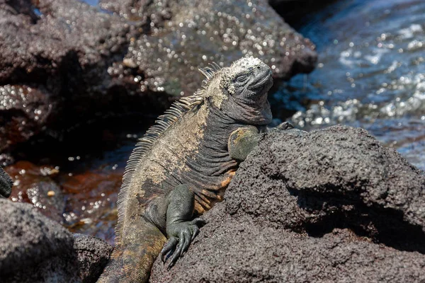 갈라파고스 이구아나 Galapagos Marine Iguana 에콰도르의 갈라파고스 섬에서 발견되는 이구아나 — 스톡 사진