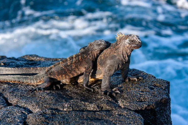 Galapagos Marine Iguana Species Iguana Found Only Galapagos Islands Ecuador — Stock Photo, Image