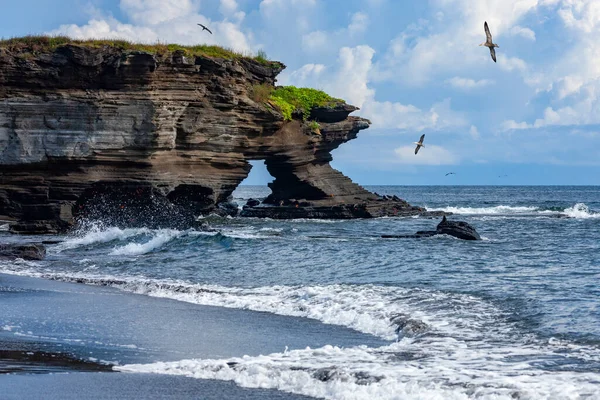 Albatros Ondulés Diomedea Irrorata Arche Naturelle Espumilla Beach Sur Île — Photo