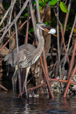 Ekvador, Galapagos Adaları 'ndaki Santa Cruz Adası' nın mangrovlarındaki Büyük Mavi Balıkçıl (Ardea herodias). Gagasında, balıkçılın onu yutmasını engellemek için şişmiş bir kirpi balığı var..