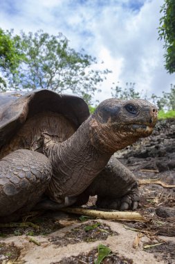 Dev Galapagos Kaplumbağa (Geochelone filtopus sssp.) Santa Cruz Adası 'nda Galapagos Adaları, Ekvador.