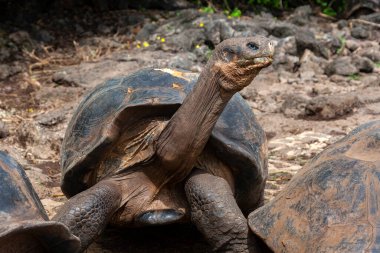 Dev Galapagos Kaplumbağa Grubu (Geochelone fil sssp.) Santa Cruz Adası 'nda Galapagos Adaları, Ekvador.