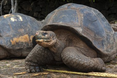 Dev Galapagos Kaplumbağa Grubu (Geochelone fil sssp.) Santa Cruz Adası 'nda Galapagos Adaları, Ekvador.