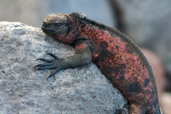 갈라파고스 이구아나 Galapagos Marine Iguana 에콰도르의 갈라파고스 섬에서 발견되는 이구아나 — 스톡 사진