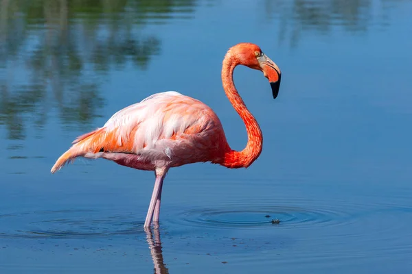 American Flamingo Phoenicopterus Ruber Island Floreana Galapagos Islands Ecuador — стокове фото