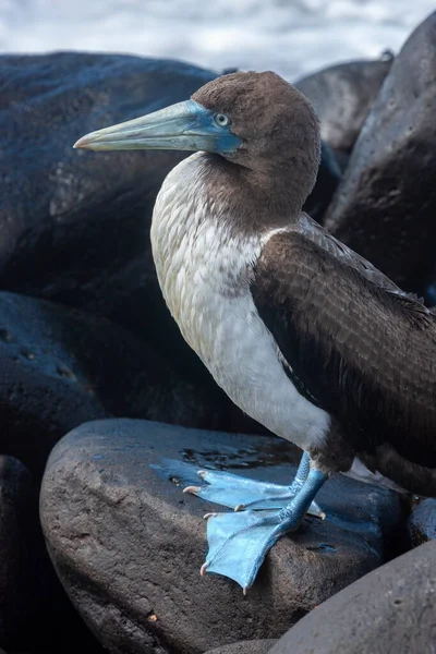 Kék Lábú Booby Sula Nebouxii Punta Suarezben Espanola Szigetén Galapagos — Stock Fotó