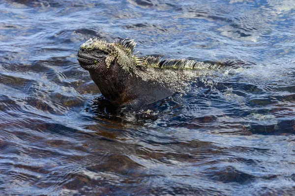 Galapagos Leguan Eine Leguanart Die Nur Auf Den Galapagos Inseln — Stockfoto