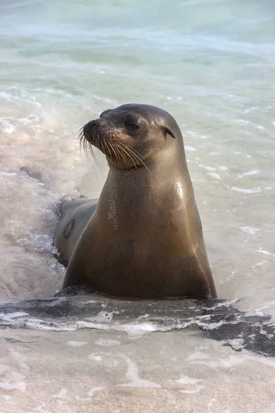 León Marino Galápagos Zalophus Wollebaeki Bahía Gardener Isla Española Las —  Fotos de Stock