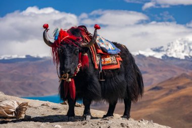 Tibet 'teki Gampa Yüksek Geçidi' ndeki Yamdrok Gölü 'nün parlak mavi sularının üzerinde (16860 feet) evcilleştirilmiş Yak..