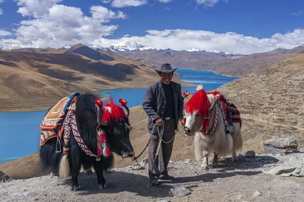 Hombre Tibetano Con Dos Yaks Domesticados Sobre Las Brillantes Aguas — Foto de Stock