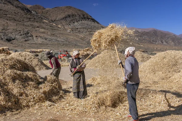 Peasant Farmers Harvest Time Countryside Gyantse Tibet Autonomous Region China — Stock Photo, Image