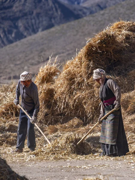 Peasant Farmers Harvest Time Countryside Gyantse Tibet Autonomous Region China — Stock Photo, Image