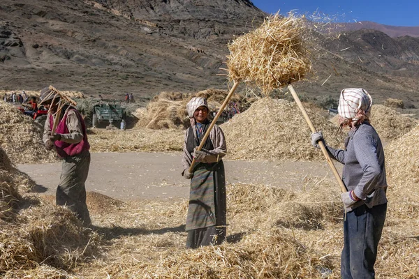 Peasant Farmers Harvest Time Countryside Gyantse Tibet Autonomous Region China — Stock Photo, Image