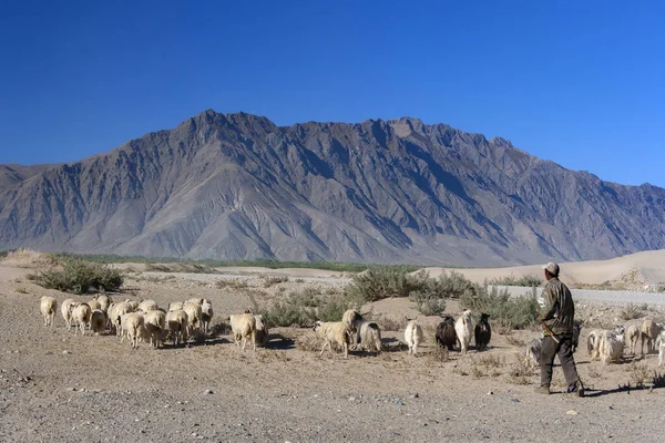 Pastor Con Sus Ovejas Cabras Árido Paisaje Desértico Cerca Tsetang —  Fotos de Stock