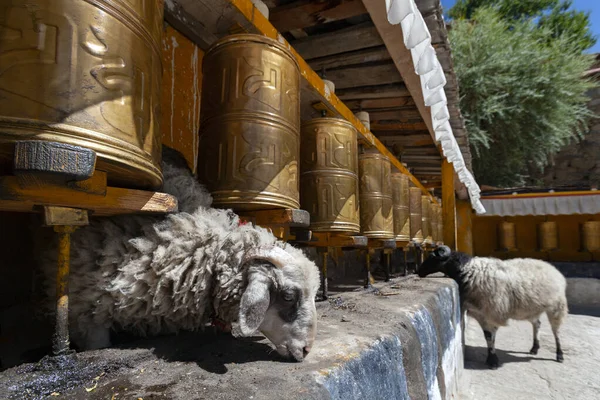 在西藏拉萨附近的哲盘寺 用羊舔希腊来润滑祈祷轮 — 图库照片