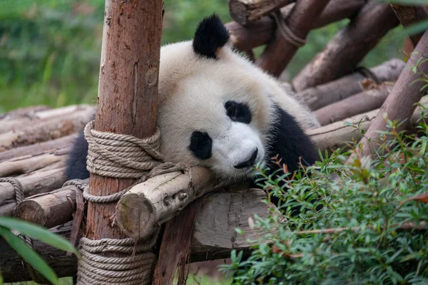 Giant Panda Ailuropoda Melanoluca Στην Ερευνητική Βάση Chengdu Του Giant — Φωτογραφία Αρχείου