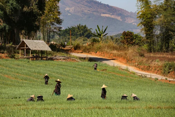 Ouvriers Agricoles Dans Campagne Près Taunggyi Dans Etat Shan Myanmar — Photo