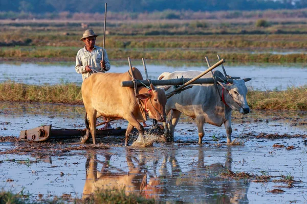 Jednoduché Zemědělství Venkově Poblíž Baga Myanmaru Barma — Stock fotografie