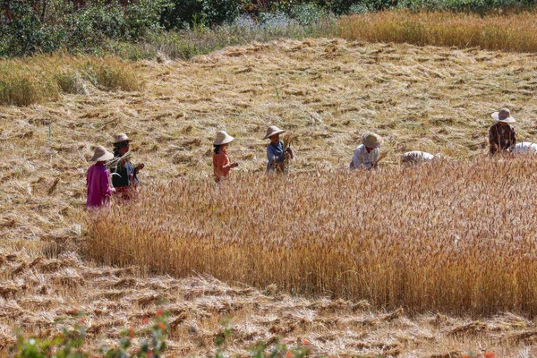 Barmánské Ženy Sklízející Obilí Ručně Venkově Poblíž Kalaw Myanmaru Barma — Stock fotografie