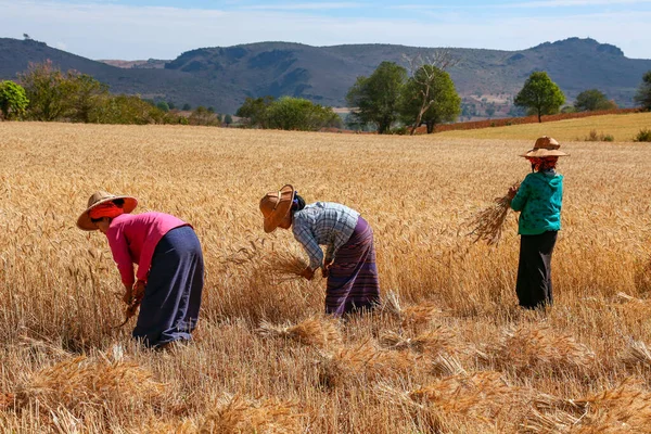 Burmalı kadınlar Myanmar 'da Kalaw yakınlarındaki kırsalda elle buğday hasadı yapıyorlar (Burma).