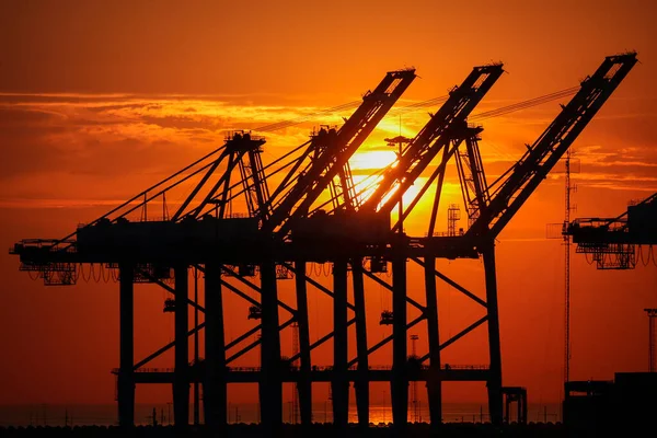 Sunset Cranes One Many Docks Port Zeebrugge Belgium Port Large — Stock Photo, Image