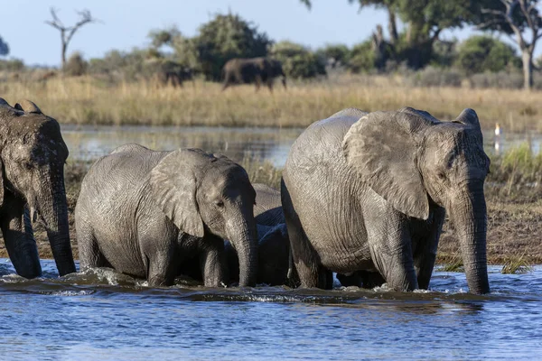 Afrika Filleri Loxodonta Africana Kuzey Botswana Afrika Daki Chobe Ulusal — Stok fotoğraf