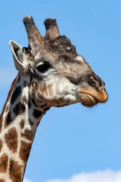 Giraffe Giraffa Camelopardalis Savuti Region Northern Botswana Africa Giraffe Tallest — Stock Photo, Image