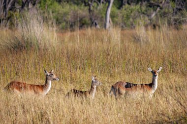 Group of female Red Lechwe antelope (Kobus leche) in the Xakanixa region of the Okavango Delta in northern Botswana.