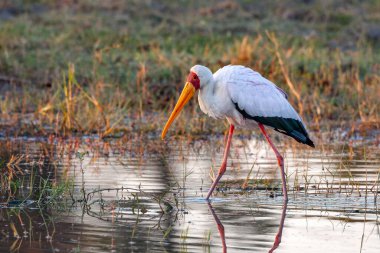 Yellowbilled Stork (Mycteria ibis) feeding in the wetlands of the Okavango Delta in northern Botswana, Africa.
