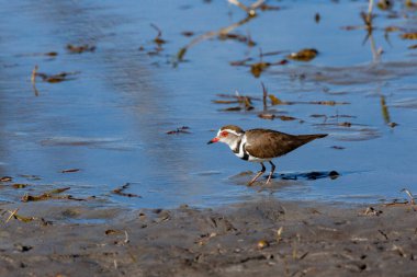 Three-Banded Plover (Charadrius tricollaris) in the wetlands of the Okavango Delta in northern Botswana, Africa.