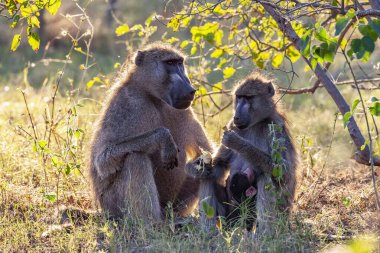 Male, female and baby Chacma Baboons (Papio ursinus) in the Okavango Delta in Botswana, Africa.