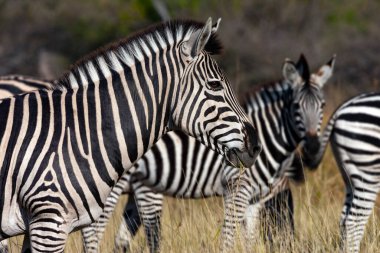 Planes Zebra (Equus quagga) in the Khwai River area of Botswana, Africa.