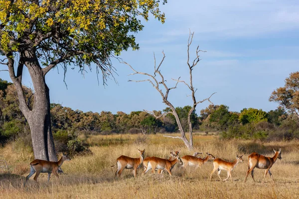 Group Female Red Lechwe Antelope Kobus Leche Xakanixa Region Okavango — Stock Photo, Image