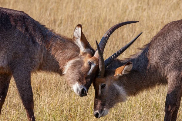 Two Young Male Waterbuck Kobus Ellipsiprymnus Fighting Savuti Area Botswana —  Fotos de Stock