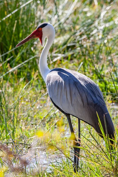 Wattled Crane Grus Carunculata Okavango Delta Botswana — Stockfoto