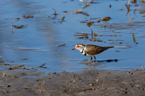 Трисмугастий Шпак Charadrius Tricollaris Водно Болотних Угіддях Дельти Окаванго Півночі — стокове фото