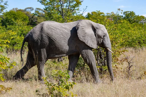 African Elephant Loxodonta Africana Okavango Delta Botswana Africa — Fotografia de Stock