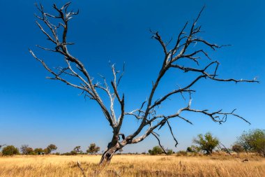 Kuzey Botswana, Afrika 'daki Okavango Deltası' ndaki Afrika ormanında ölü bir ağaç..