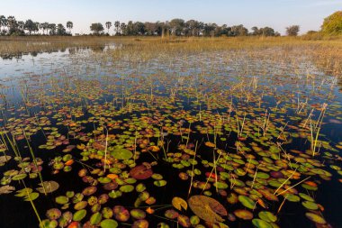 Kuzey Botswana, Afrika 'daki Okavango Deltası' nda tipik bir manzara..