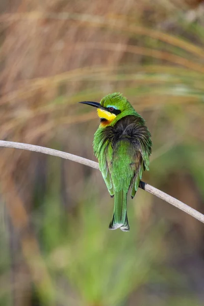 Μικρή Bee Eater Merops Pusillus Φτερά Του Φουσκωμένα Για Κρατήσει — Φωτογραφία Αρχείου