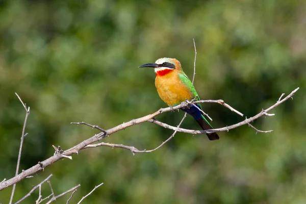 White Fronted Bee Eater Merops Bullockoides Okavango Delta Northern Botswana — Stock Photo, Image