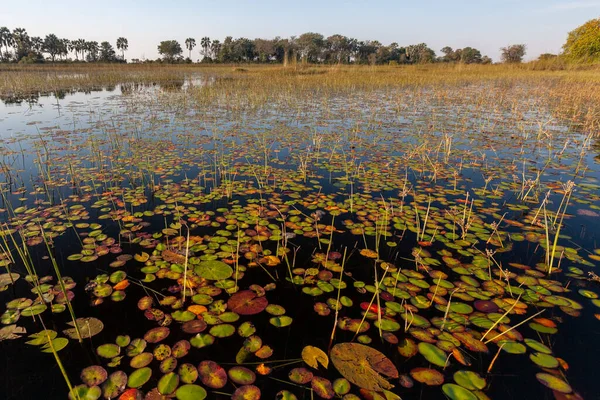 Typowy Krajobraz Delcie Okavango Północnej Botswanie Afryka — Zdjęcie stockowe