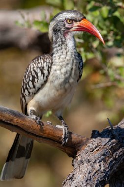 Kuzey Botswana, Afrika 'daki Khwai Nehri bölgesinde kırmızı gagalı Hornbill (Tockus erthrorhynchus). Bu Afrika boynuzlarının en küçüğü..