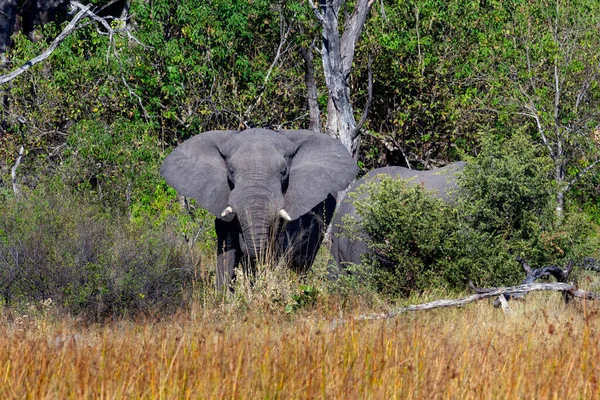 Elefantes Africanos Loxodonta Africana Delta Okavango Norte Botsuana África — Fotografia de Stock