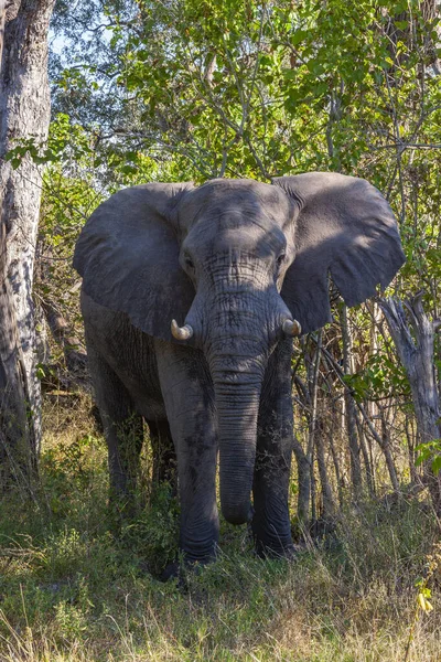 アフリカ北ボツワナのクワイ川地域のアフリカのブッシュの深いアフリカのブルゾウ Loxodonta Africana — ストック写真