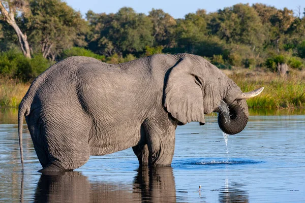 Afrikanischer Elefant Loxodonta Africana Trinkt Einem Wasserloch Der Savuti Region — Stockfoto