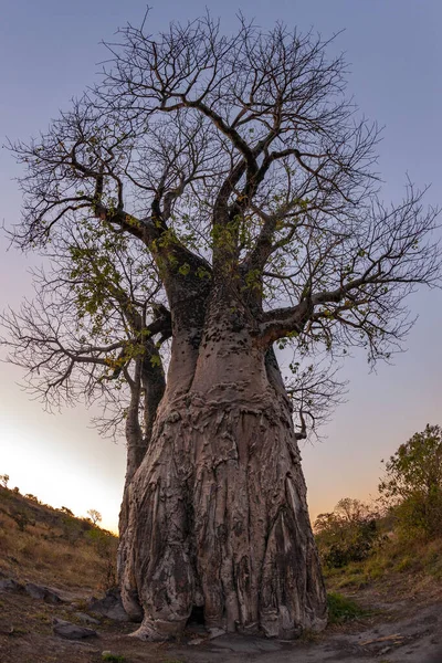 Afrikaanse Baobab Adansonia Digitata Een Boom Uit Familie Van Baobabs — Stockfoto
