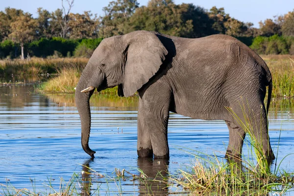 アフリカのボツワナ北部のサヴティ地方の水飲み場で飲むアフリカゾウ Loxodonta Africana — ストック写真